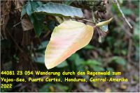 44081 23 054 Wanderung durch den Regenwald zum Yojoa-See, Puerto Cortes, Honduras, Central-Amerika 2022.jpg